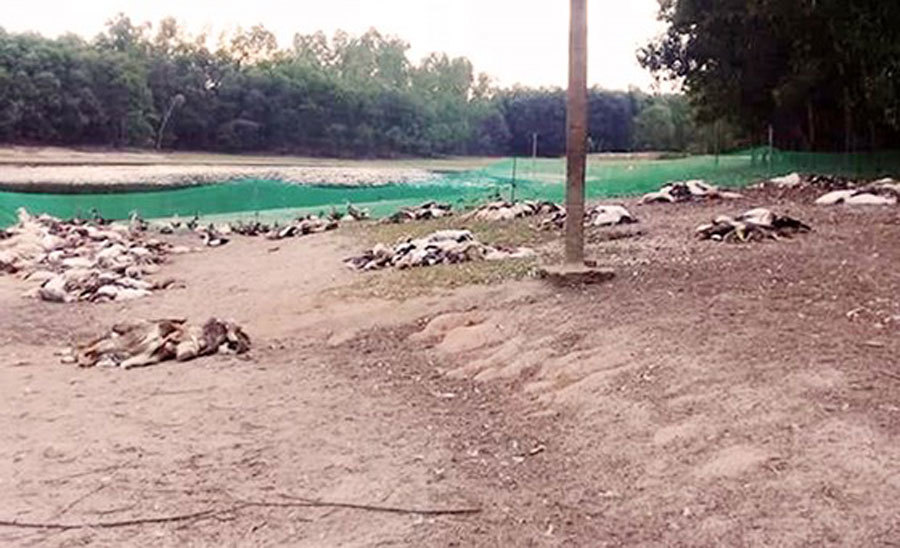 Kẻ tàn độc: Đâm chết cả đàn lợn, đầu độc hơn 1.000 con vịt