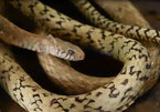 Đàn rắn 10.000 con: Dài hơn 1 mét lúc nhúc đáng sợ ở Đồng Nai