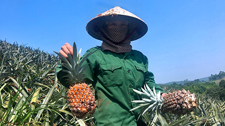 Dứa 2.000 đồng/kg, nông dân để thối đầy đồng