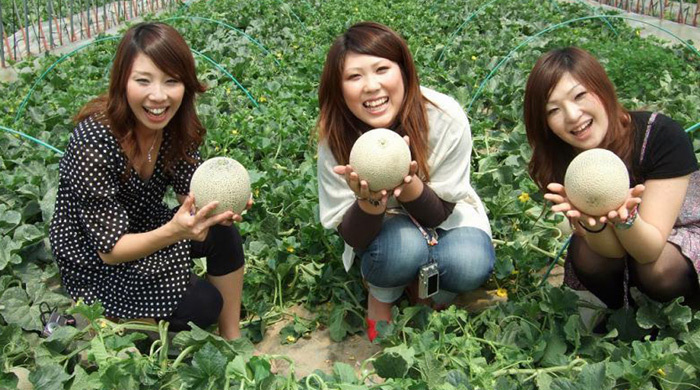 Du khách thích thú thăm vườn dưa lưới ở Nhật Bản