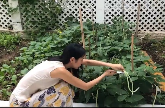 Ca sĩ Thủy Tiên giản dị bất ngờ khi hái rau trong vườn nhà