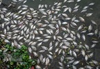 Cá chết bất thường nổi trắng ven hồ Tây