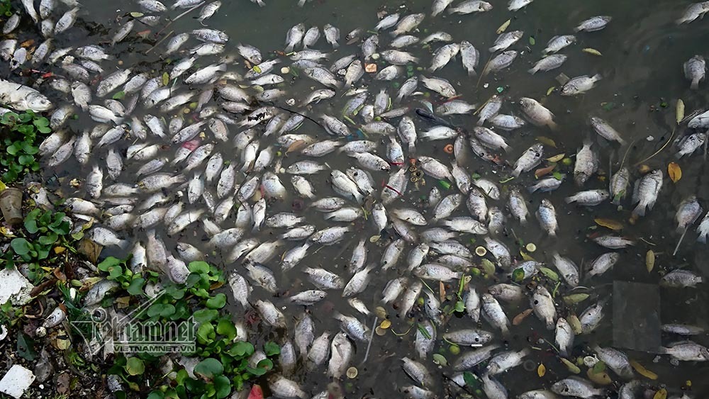 Cá chết bất thường nổi trắng ven hồ Tây