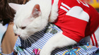 Mèo Achilles gây sốt, tiếp tục đoán như thần kèo World Cup