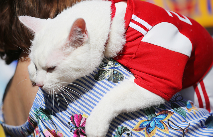 Mèo Achilles gây sốt, tiếp tục đoán như thần kèo World Cup