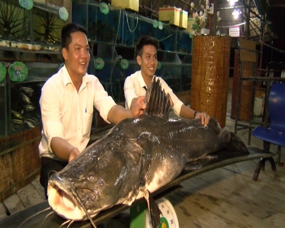 Bắt được cá lăng nặng trên 100kg: Kỷ lục chưa từng có