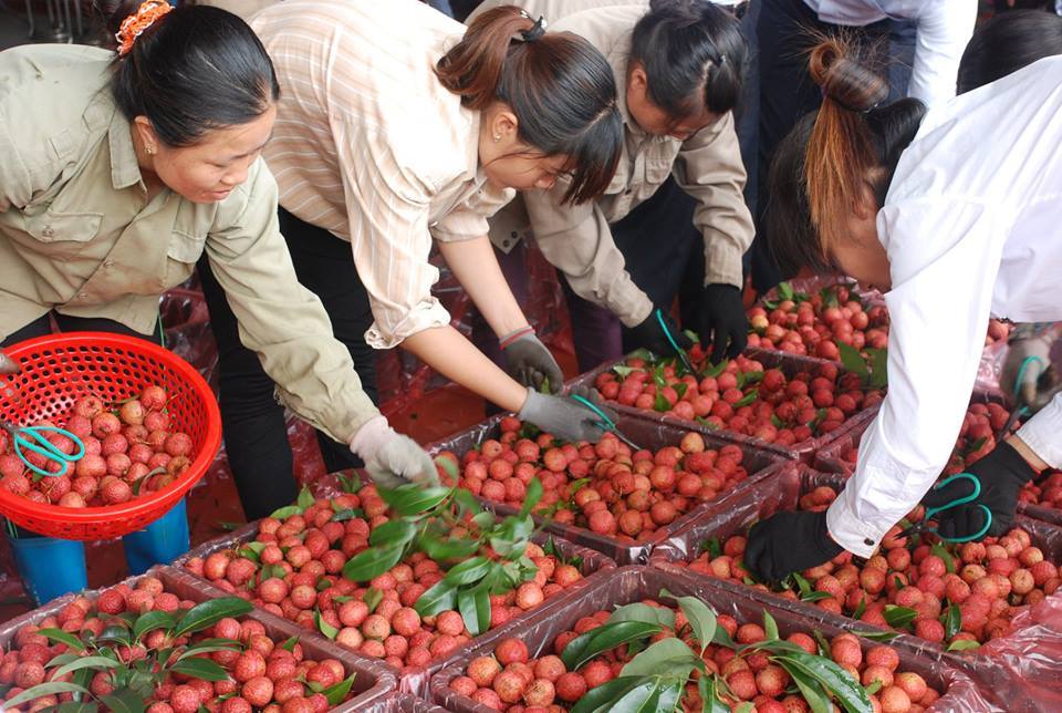 Bộ trưởng xuống chợ khảo giá, tìm cách bán vải thiều cho dân