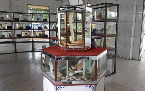 Rùng mình rắn hổ mang chúa dài 4 mét ở công viên mãng xà độc nhất Việt Nam