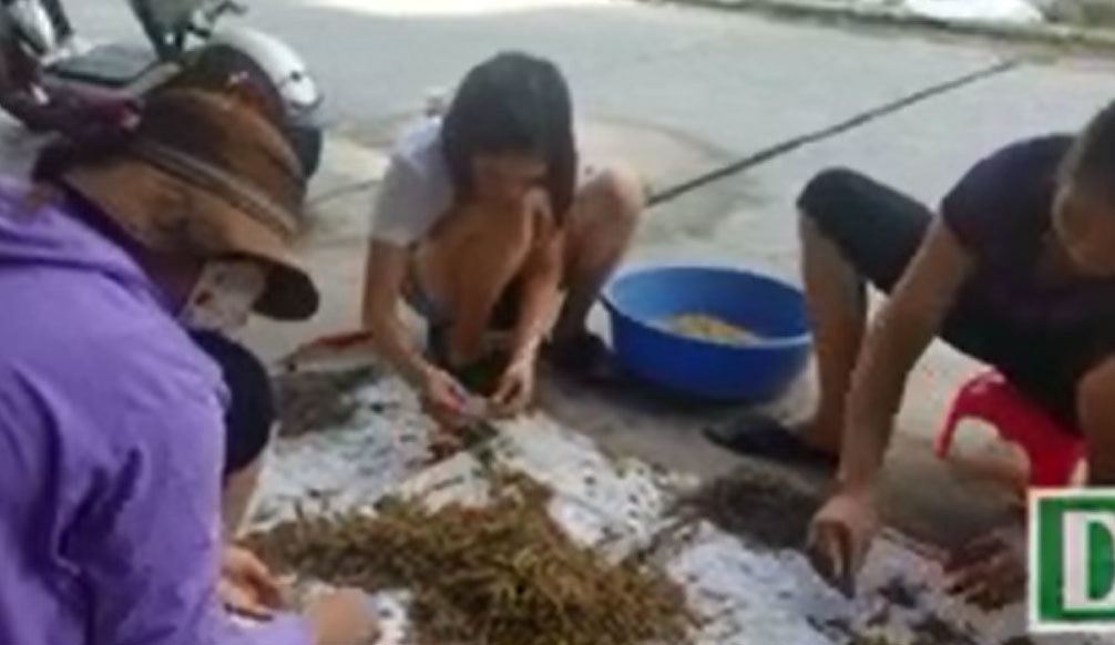 Dân làng chế biến châu chấu 'bao nhiêu cũng hết' nhờ World Cup