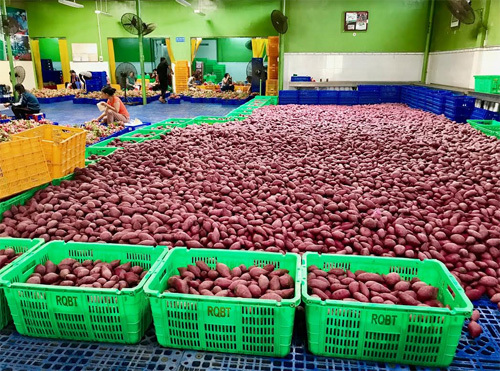 MM Mega Market tham vọng đưa nông sản Việt sang Thái