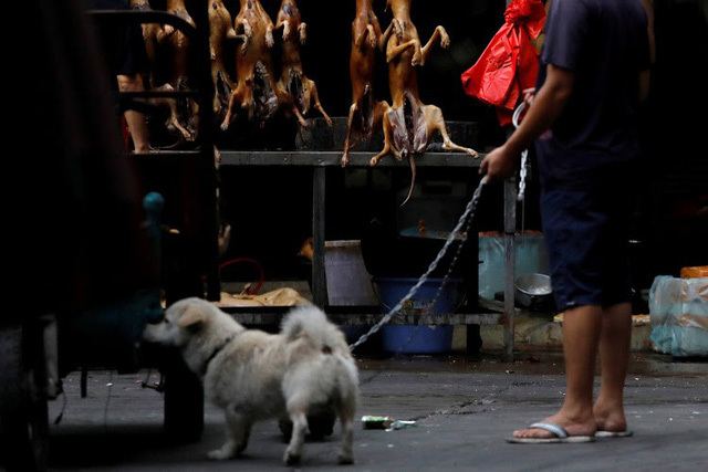 Bất chấp chỉ trích dữ dội, người dân vẫn quyết giữ phong tục ăn thịt chó
