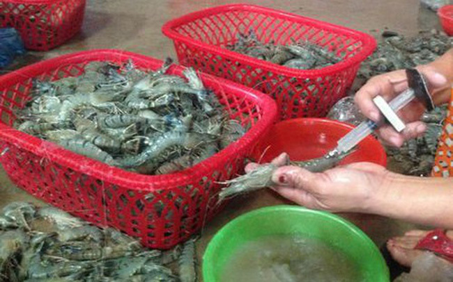 Tôm mập, đầu to bất thường ở Sầm Sơn: Được bơm tạp chất độc hại