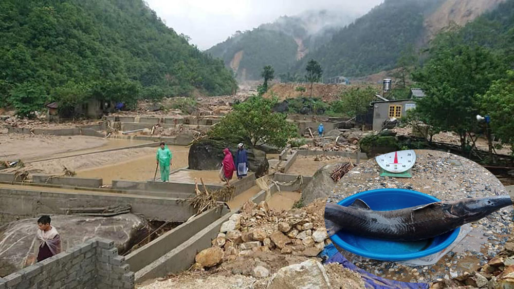 Cá 'nhà giàu' sau lũ rẻ như cho, rối ren tìm ông chủ bị lũ cuốn