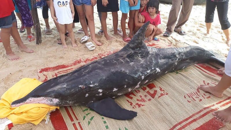 Cá heo 150kg kiệt sức chết sau khi dạt bờ biển Thuận An