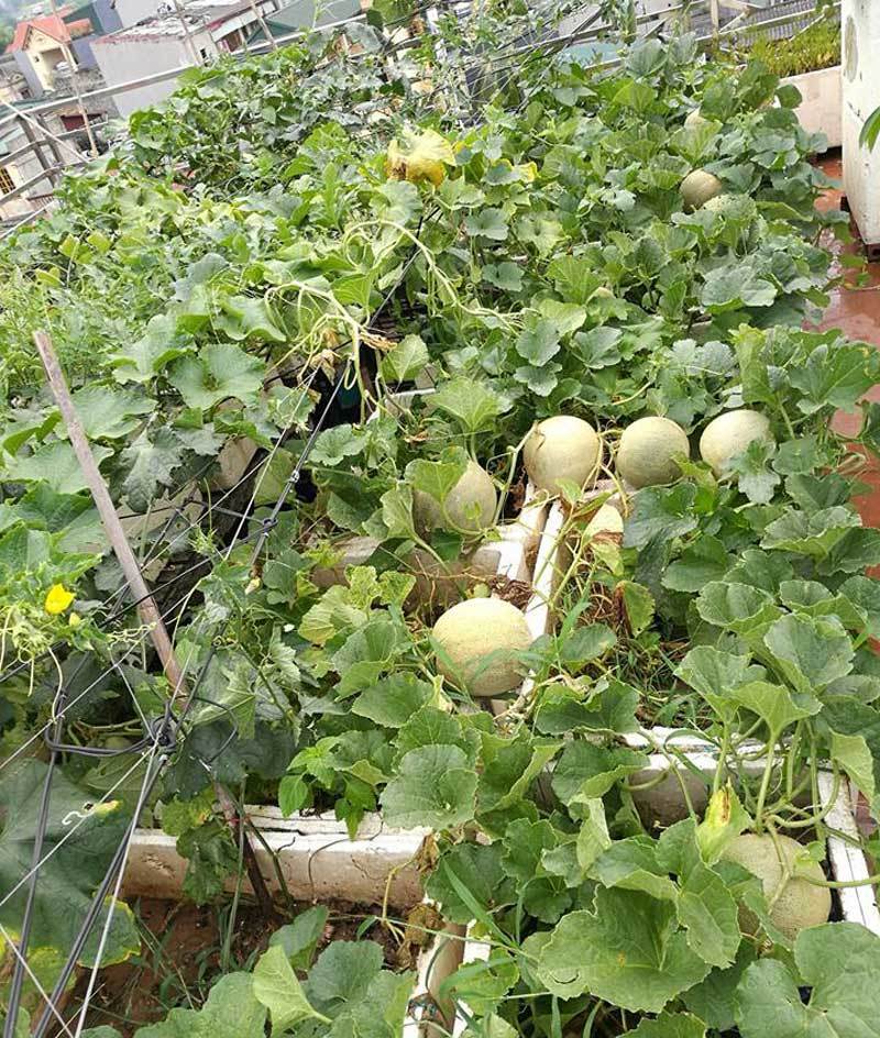 nông dân sân thượng,trồng rau sạch,trồng rau trên sân thượng,dưa lưới