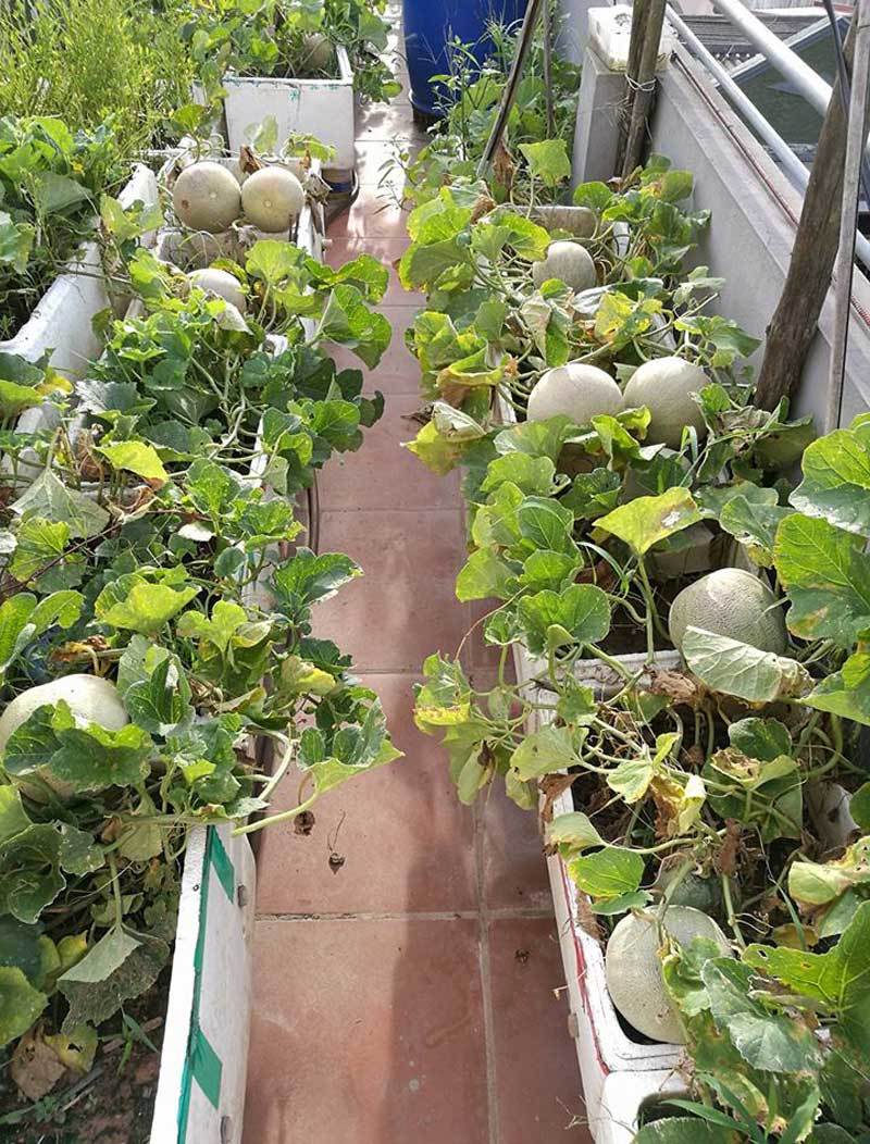 nông dân sân thượng,trồng rau sạch,trồng rau trên sân thượng,dưa lưới