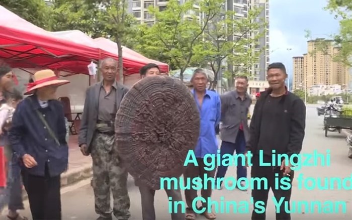 Sửng sốt trước cây nấm linh chi quý hiếm to như cái ô, nặng tới 10kg