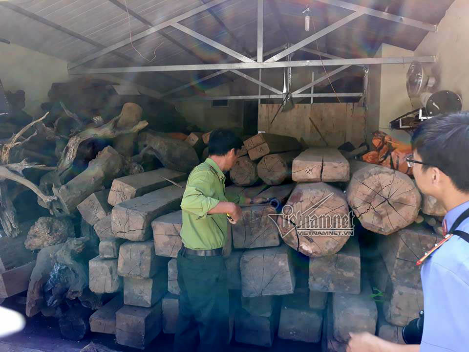 Kho gỗ khủng của trùm ma túy Nguyễn Thanh Tuân 
