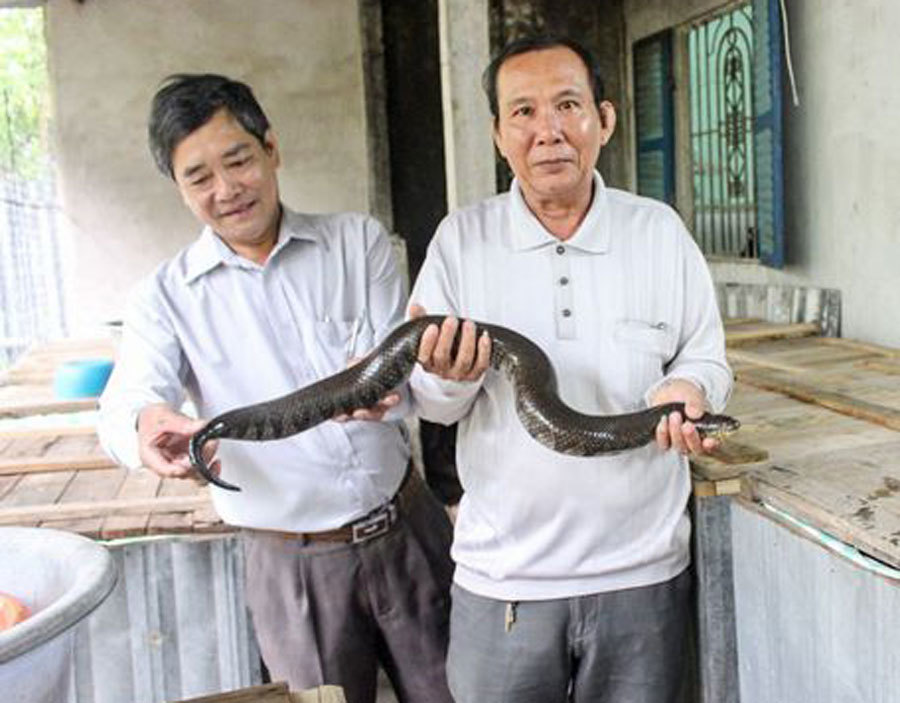 Mô hình nuôi rắn ri voi bước đầu hiệu quả  Bạn Nhà Nông  Cùng nông dân  hội nhập  làm giàu