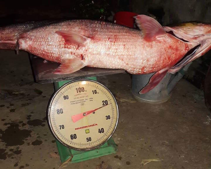 Ngư dân bắt được cá 'khủng' có vảy lấp lánh trên sông Đà