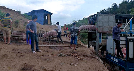 Đáng sợ: Thịt lợn Trung Quốc ồ ạt tuồn về Việt Nam