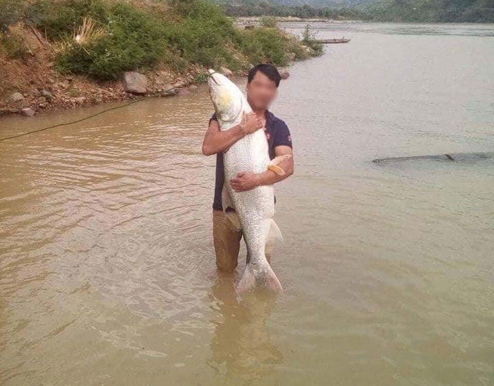 Ớn lạnh sữa Lotte giòi bò lúc nhúc, đáng sợ lợn Trung Quốc ủ bệnh tràn về