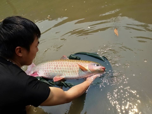 Loài 'cá vua' có tiền chưa chắc mua được, sống thọ vài chục năm