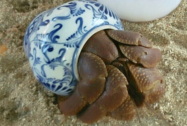 Bất ngờ bên trong lọ gốm cổ dưới đáy biển Lý Sơn