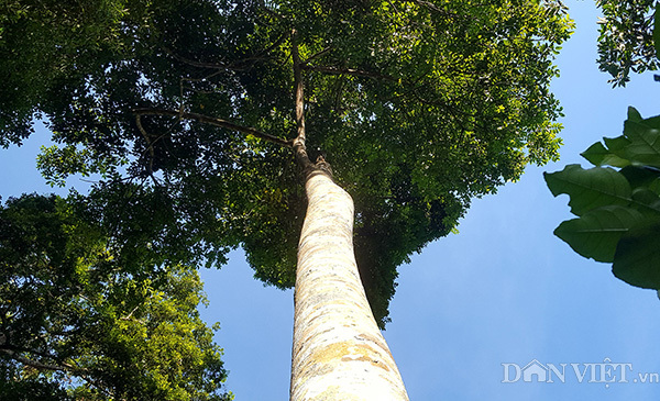 Cây trám 'đẻ ra tiền' được 'đại gia' Trung Quốc đặt mua 10 năm liền
