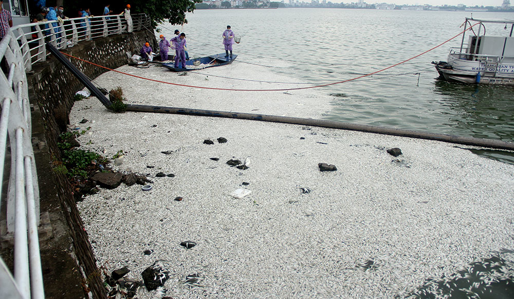 Cá hồ Tây lại chết, nổi trắng một vùng