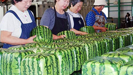 Dưa hấu vuông kỳ lạ xuất hiện ở Hà Nội: Giá chát 4,5 triệu/quả