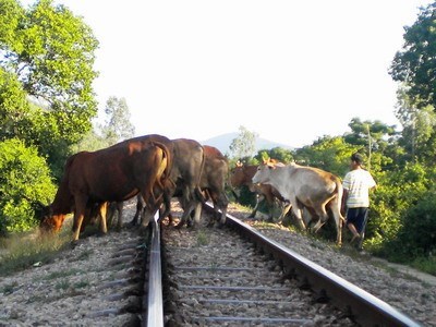 Đâm chết trâu, tàu hỏa bị trật bánh