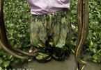 Hơn 300 con rắn lúc nhúc dưới đáy ao ở ngoại thành Hà Nội