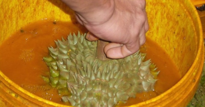 Phát hiện 14 tấn sầu riêng nghi ngâm hóa chất cấm