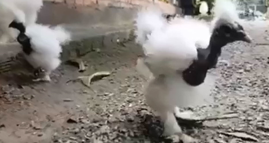 Cực lạ loài gà có cổ như rắn 'hớp hồn' giới nhà giàu Việt Nam