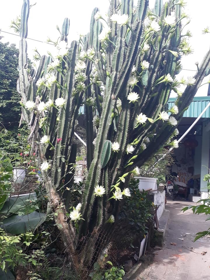 Cây xương rồng tuổi 30, ra hoa trắng ở Quảng Ninh, rất đáng để xem. Loài cây này là một trong những loài cây cảnh được yêu thích và trồng nhiều tại Việt Nam. Xem hình ảnh để cảm nhận sự đẹp đến kỳ diệu của cây xương rồng khi nó ra hoa trắng tuyệt đẹp.