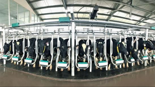 Vinamilk sản xuất sữa A2 đầu tiên ở Việt Nam