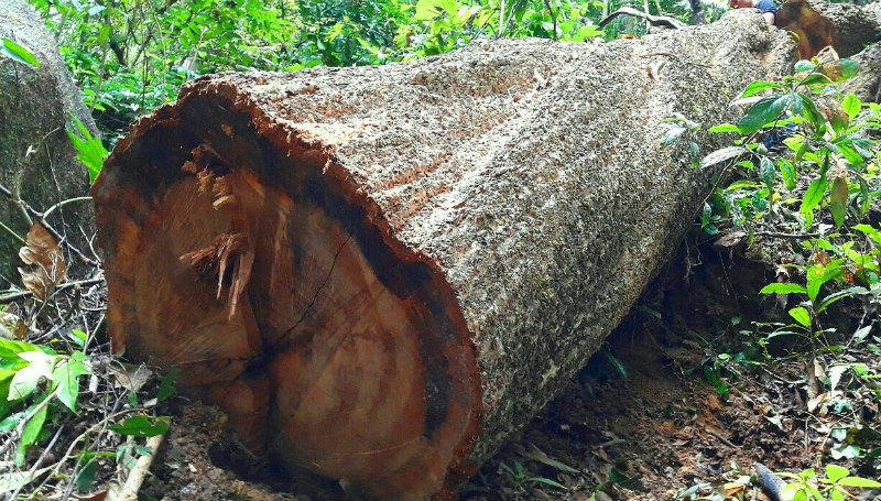 Hàng loạt kiểm lâm, cán bộ bảo vệ rừng bị kỷ luật vì để...'chảy máu' rừng