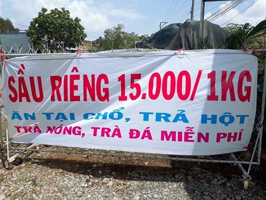 Sự thật đằng sau chục tấn sầu riêng ‘siêu rẻ’, ăn trả hột tại chỗ