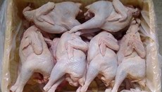 Gà không đầu, không chân siêu rẻ 40.000 đồng bán đầy vỉa hè Gà không đầu, không chân siêu rẻ 40.000 đồng bán đầy vỉa hè