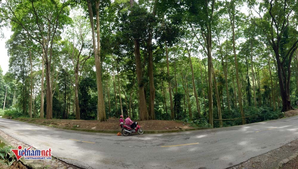 Rừng Săng lẻ cổ thụ độc nhất Việt Nam nơi miền Tây xứ Nghệ