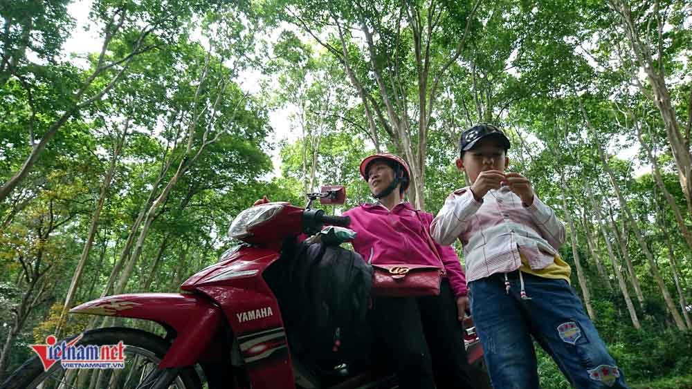 Rừng Săng lẻ cổ thụ độc nhất Việt Nam nơi miền Tây xứ Nghệ