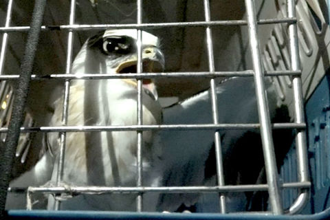 Giải cứu chim quý hiếm mắc kẹt trên đường dây điện ở Sài Gòn