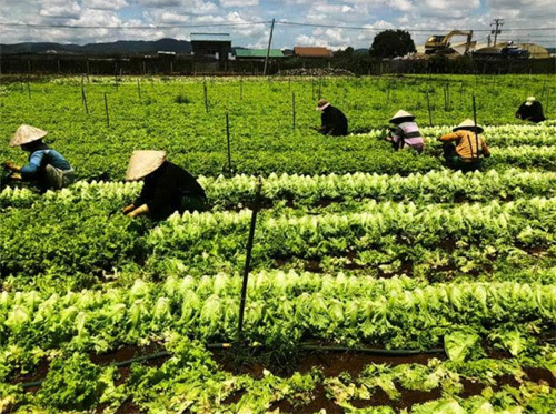 MM Mega Market đẩy mạnh chuỗi giá trị nông nghiệp bền vững