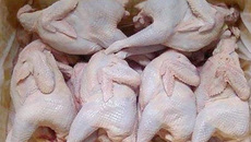 Nắm rõ dấu hiệu này, không lo mua nhầm gà thải loại độc hại Nắm rõ dấu hiệu này, không lo mua nhầm gà thải loại độc hại