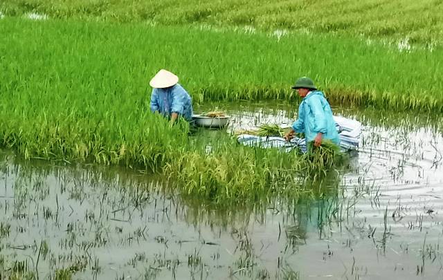 Bão số 3: Thanh Hóa chạy cắt lúa non, Hải Phòng điều xe thiết giáp