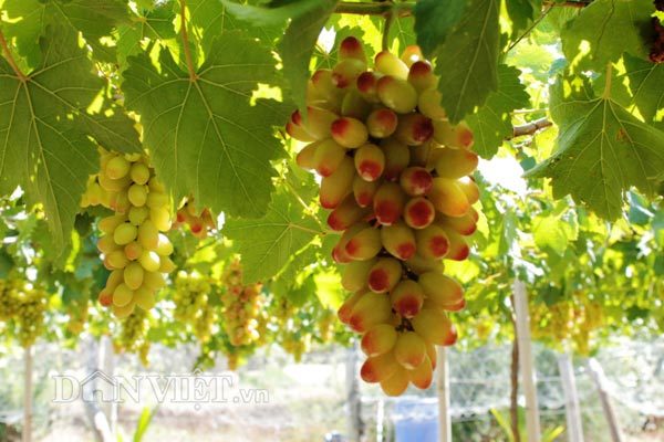 Thương lái chen chân tranh mua loại nho 3 màu đặc biệt ở Ninh Thuận