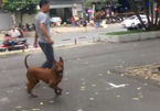 Ông Đoàn Ngọc Hải xử 'mạnh tay' với chó thả rông ở trung tâm Sài Gòn