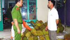 Mũi tiêm đáng sợ 'ép' mít chín nhanh, tạo mùi thơm, vị ngọt Mũi tiêm đáng sợ 'ép' mít chín nhanh, tạo mùi thơm, vị ngọt