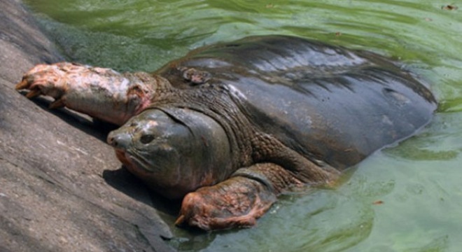 Hợp tác với Trung Quốc bảo tồn rùa Hồ Gươm